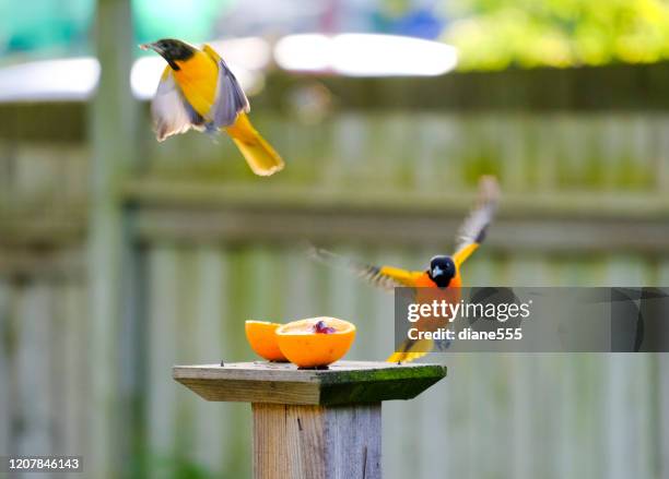 baltimore orioles fighting over an orange - fight or flight stock pictures, royalty-free photos & images