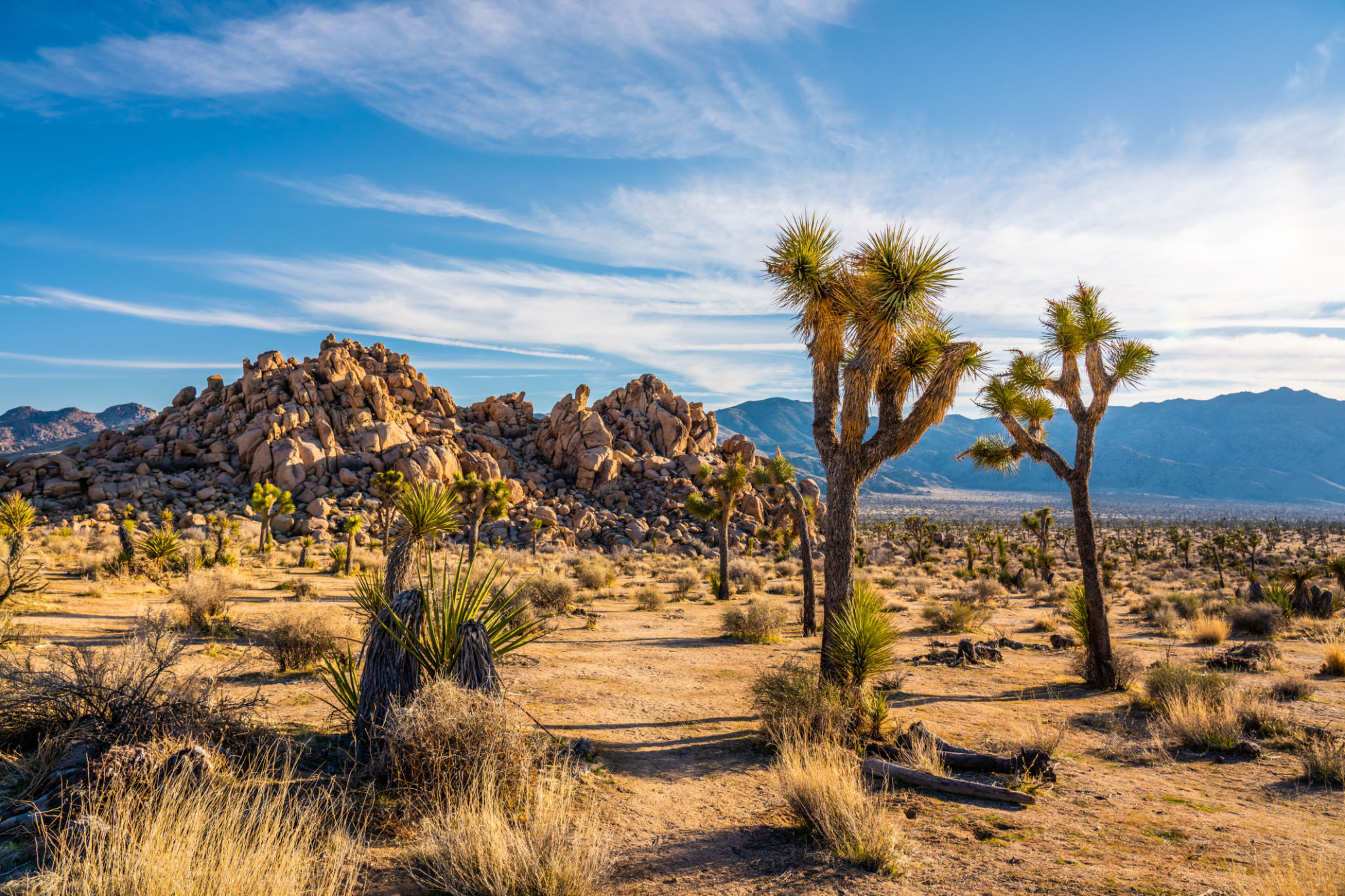 joshua tree