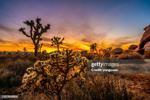 joshua árboles en el desierto de mojave - joshua fotografías e imágenes de stock