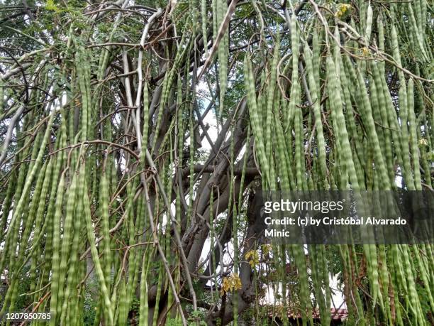 pods of moringa oleifera - moringa stock pictures, royalty-free photos & images