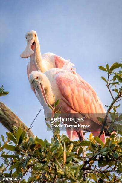 roseate spoonbills checking me out - animal meme stock pictures, royalty-free photos & images