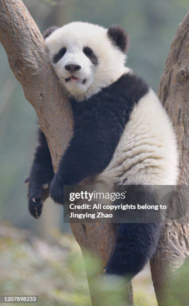 a young panda sleeps on the branch of a tree - panda animal ストックフォトと画像