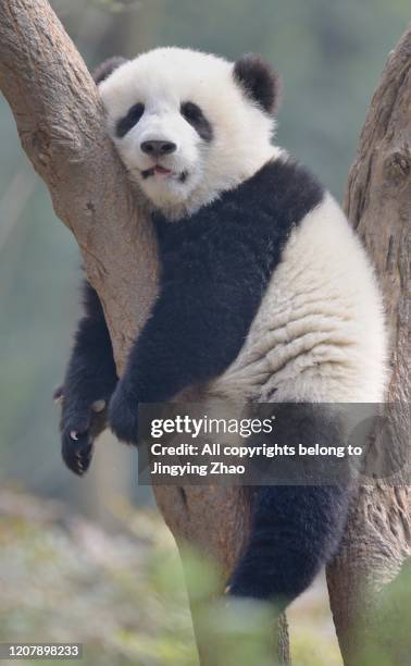 a young panda sleeps on the branch of a tree - preguiça conceito imagens e fotografias de stock