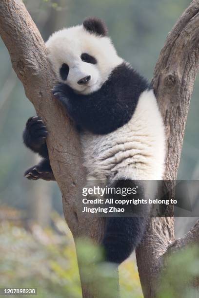 a young panda sleeps on the branch of a tree - wildlife reserve stock-fotos und bilder
