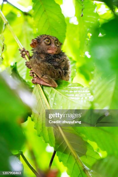 tarsier - tarsier stock-fotos und bilder