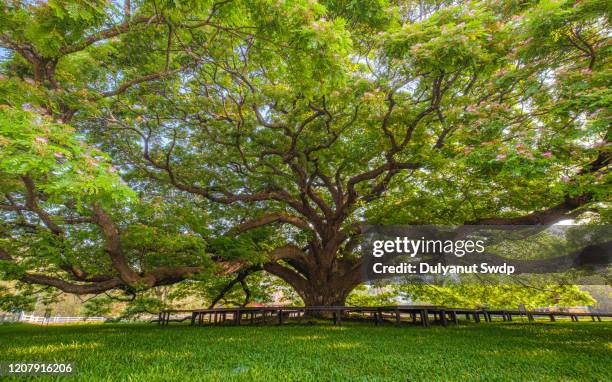 low angle view of sunny canopy of tall trees. - tree canopy pattern fotografías e imágenes de stock