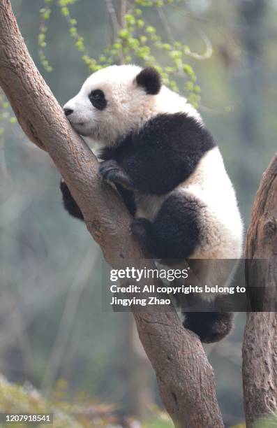 side view of a baby panda climbing a tree - baby panda stock pictures, royalty-free photos & images