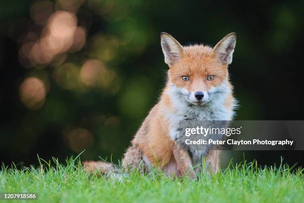 red fox landscape - caça à raposa imagens e fotografias de stock