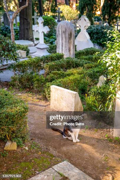 a cat along the avenues of the non-catholic cemetery in the historic center of rome in the testaccio district - un animal stock pictures, royalty-free photos & images