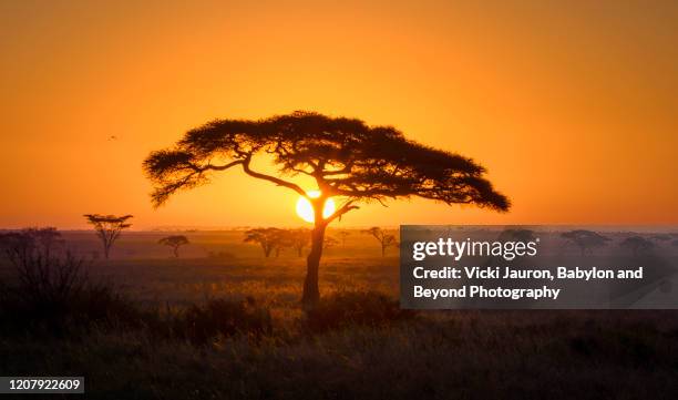 beautiful acacia tree and sunrise at the serengeti national park, tanzania - serengeti park stockfoto's en -beelden