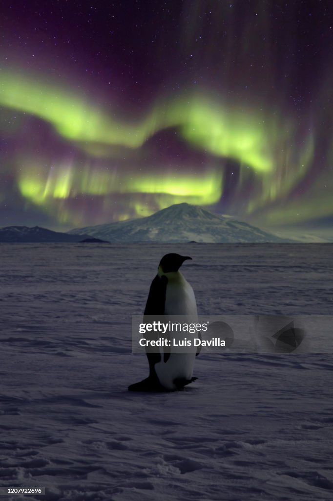 Emperor Penguin. Ross Sea. Antarctica