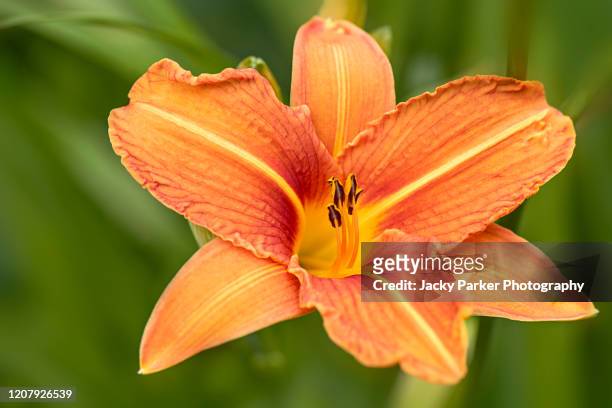 hemerocallis fulva, the orange day-lily, tawny daylily, tiger daylily, fulvous daylily or ditch lily - taglilie stock-fotos und bilder