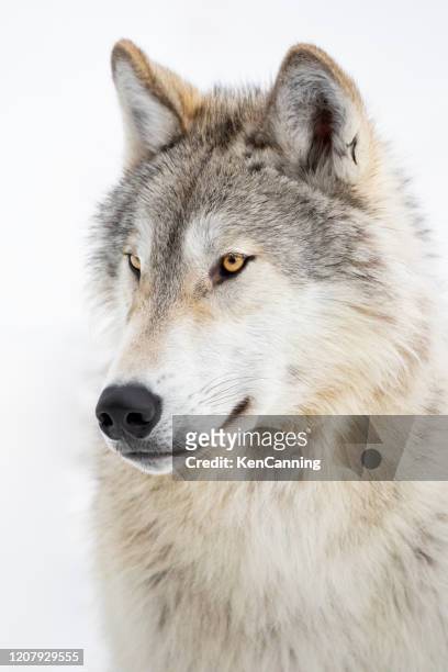 165 Wolf Snout Photos and Premium High Res Pictures - Getty Images