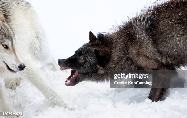 gray wolves fighting - wolves fighting stock pictures, royalty-free photos & images