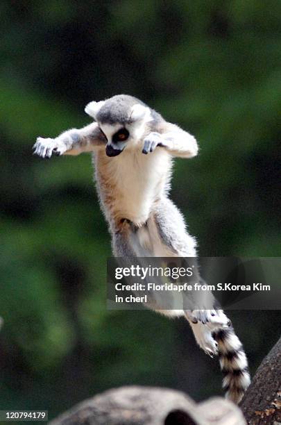 Ring tailed lemur