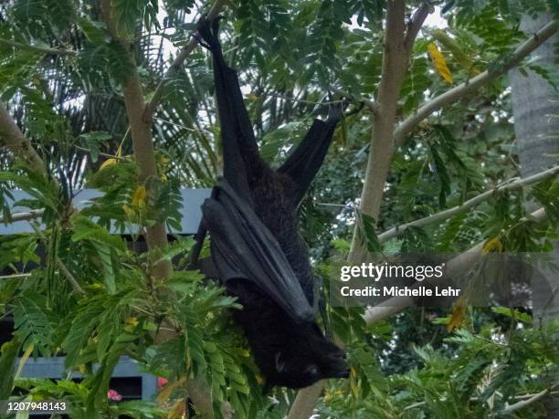 27 Rabies Fox Stock Photos, High-Res Pictures, and Images - Getty Images