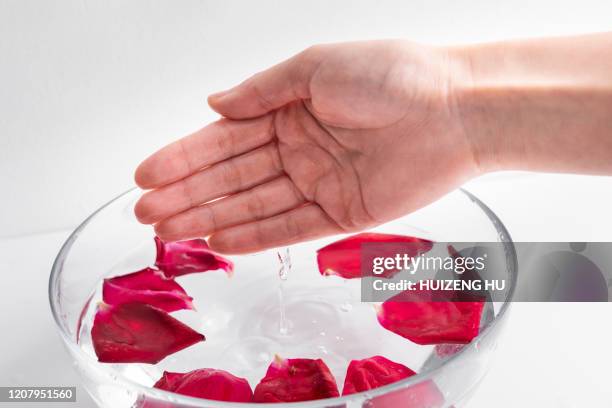 Tipped Roses Red Tipped Roses Photos and Premium High Res Pictures - Getty Images