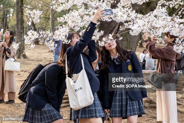 High school students are taking photos of sakura during the corona virus pandemic. Although the government had suggested no gatherings for cherry...