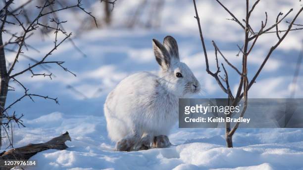the snowshoe hare - lagomorphs stock pictures, royalty-free photos & images
