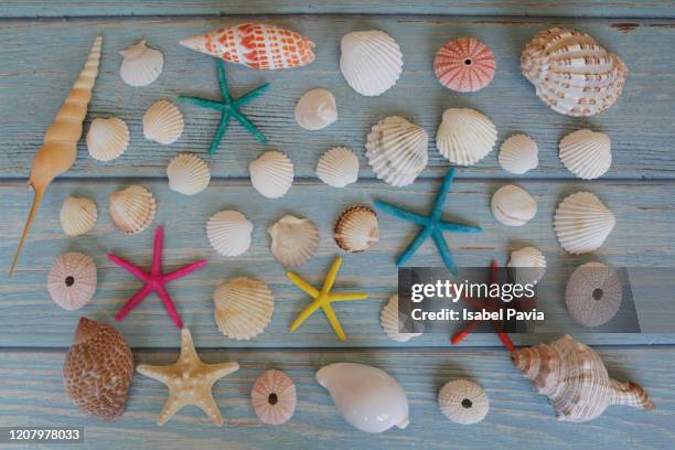 220 Seashell Wallpaper Border Photos and Premium High Res Pictures - Getty Images 220 Seashell Wallpaper Border Photos and Premium High Res Pictures - Getty Images