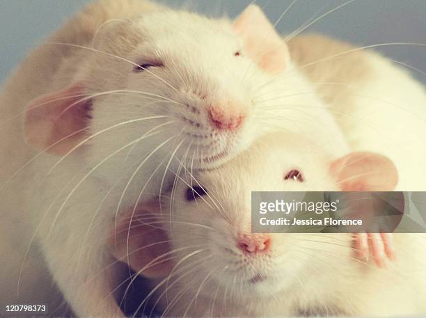 Two pet rats hugging