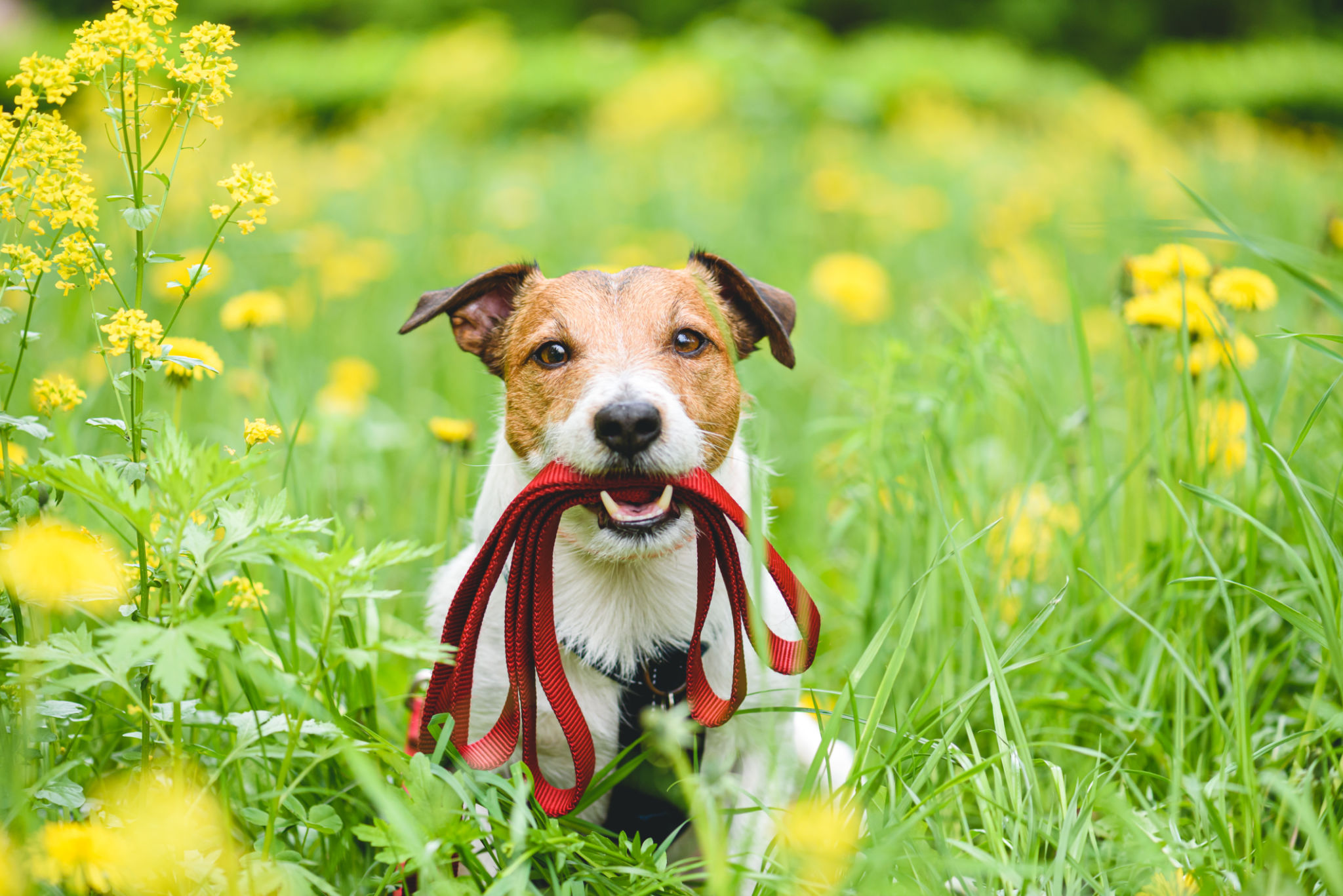 dog leash equipment