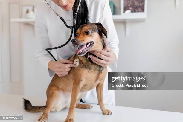 het onderzoeken van een harige patiënt - medische onderzoekskamer stockfoto's en -beelden