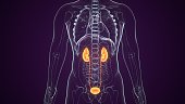 3D Illustration of Human Urinary System Kidneys Anatomy