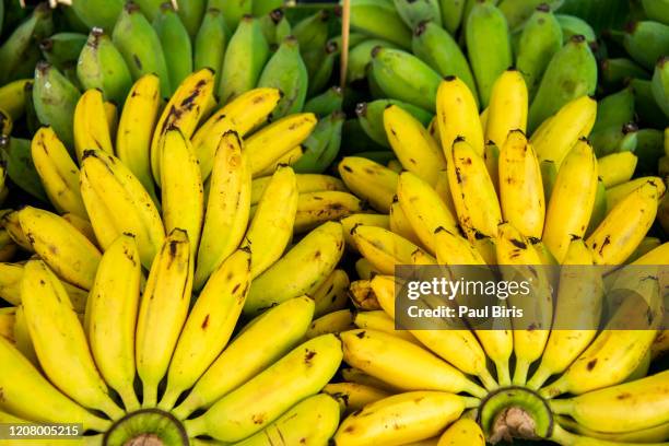 bananas on street vendor stall - panama food stock pictures, royalty-free photos & images