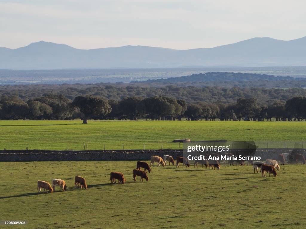 Scenic landscape of cows grazing in the dehesa and in the background mountains and fog. Concept of ecological extensive livestock