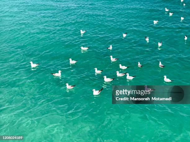 seabirds in persian gulf - bahrain stock-fotos und bilder