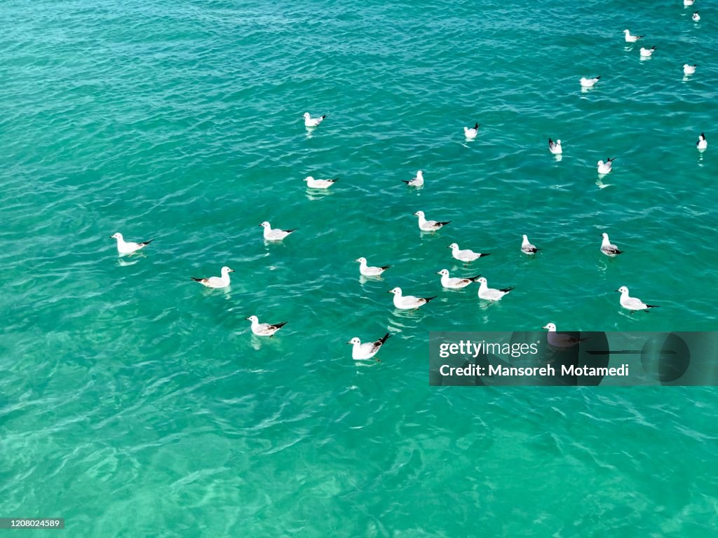 Seabirds in persian gulf