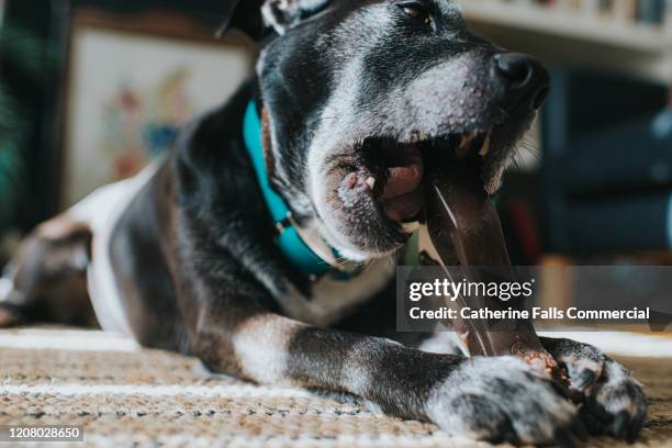 dog chewing a toy - dog bone stock pictures, royalty-free photos & images