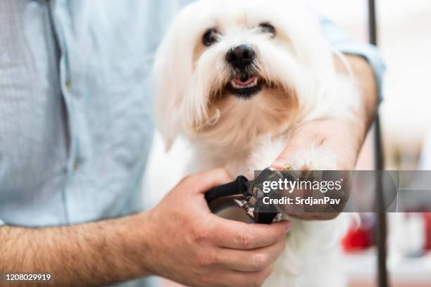 professional pet friends - claw stock pictures, royalty-free photos & images