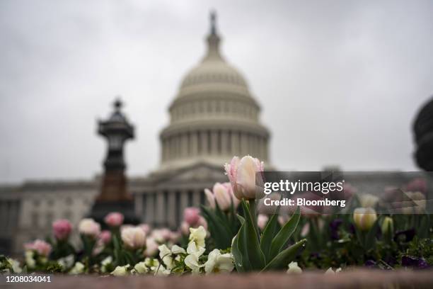 Flowers bloom near the U.S. Capitol in Washington, D.C., U.S., on Monday, March 23, 2020. U.S. Senators in both political parties expressed...