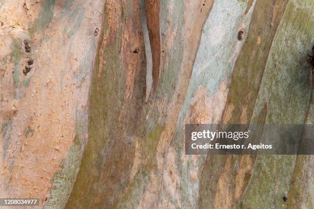 bluegum tree (eucalytus globule) bark close up - eucalyptus tree bark stock pictures, royalty-free photos & images