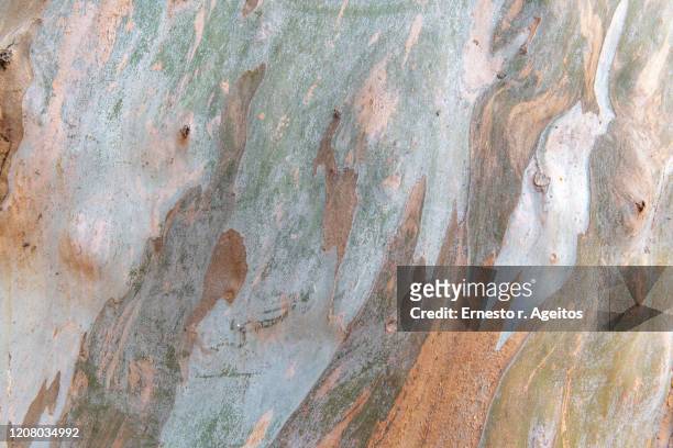 bluegum tree (eucalytus globule) bark close up - 木肌 ストックフォトと画像