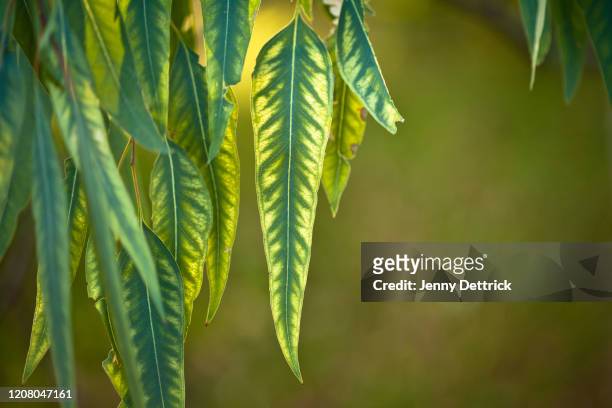 eucalyptus leaves - hoja de eucalipto fotografías e imágenes de stock