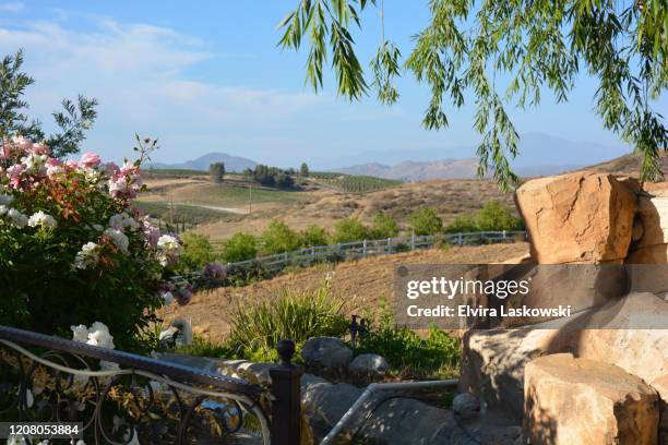 wine region - riverside county california stock pictures, royalty-free photos & images