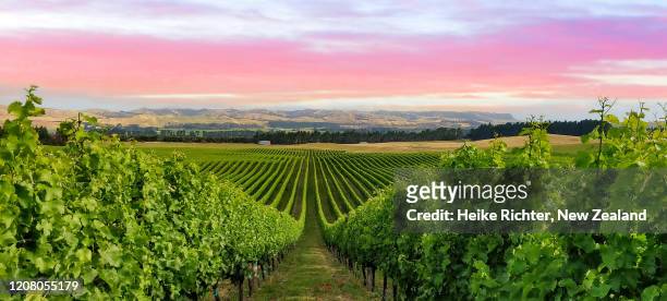 vineyard in the awatere valley - marlborough new zealand photos et images de collection