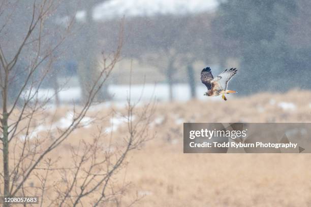 Hawk With Mouse 497 Mouse Hawk Stock Photos, High-Res Pictures, and Images - Getty Images