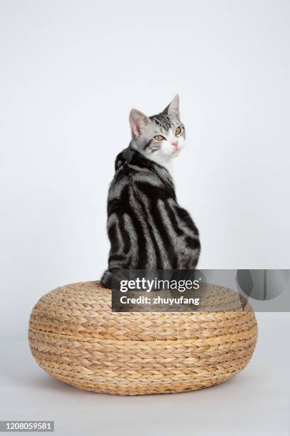 american shorthair cat - shorthair cat stock pictures, royalty-free photos & images