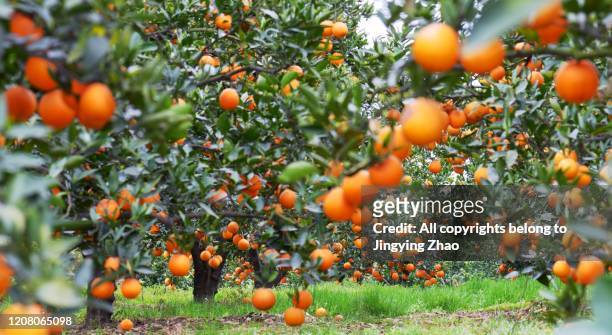 a large number of oranges hanging on trees in an orchard - orange farm - fotografias e filmes do acervo