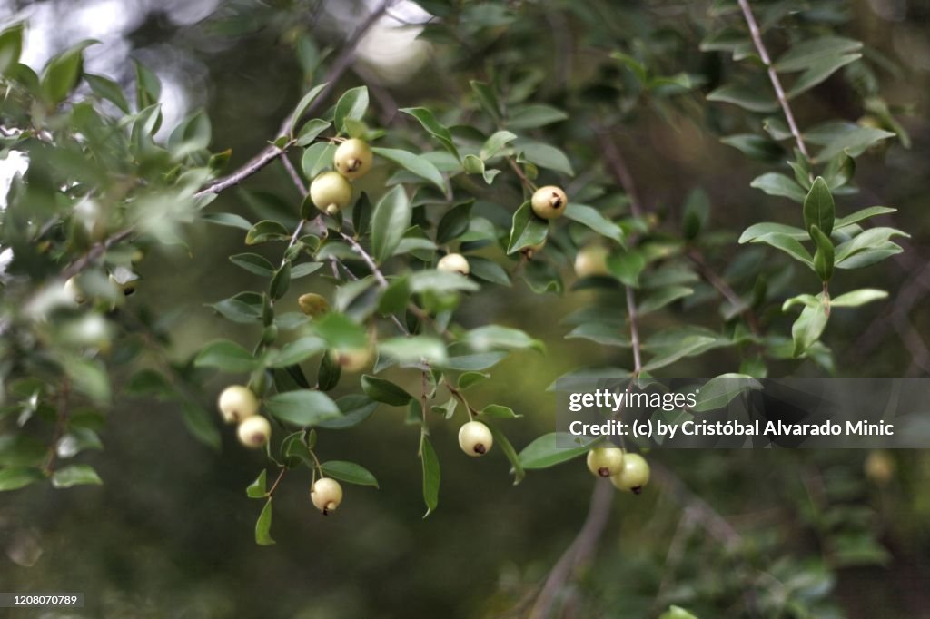 Little Guava Tree And Fruits