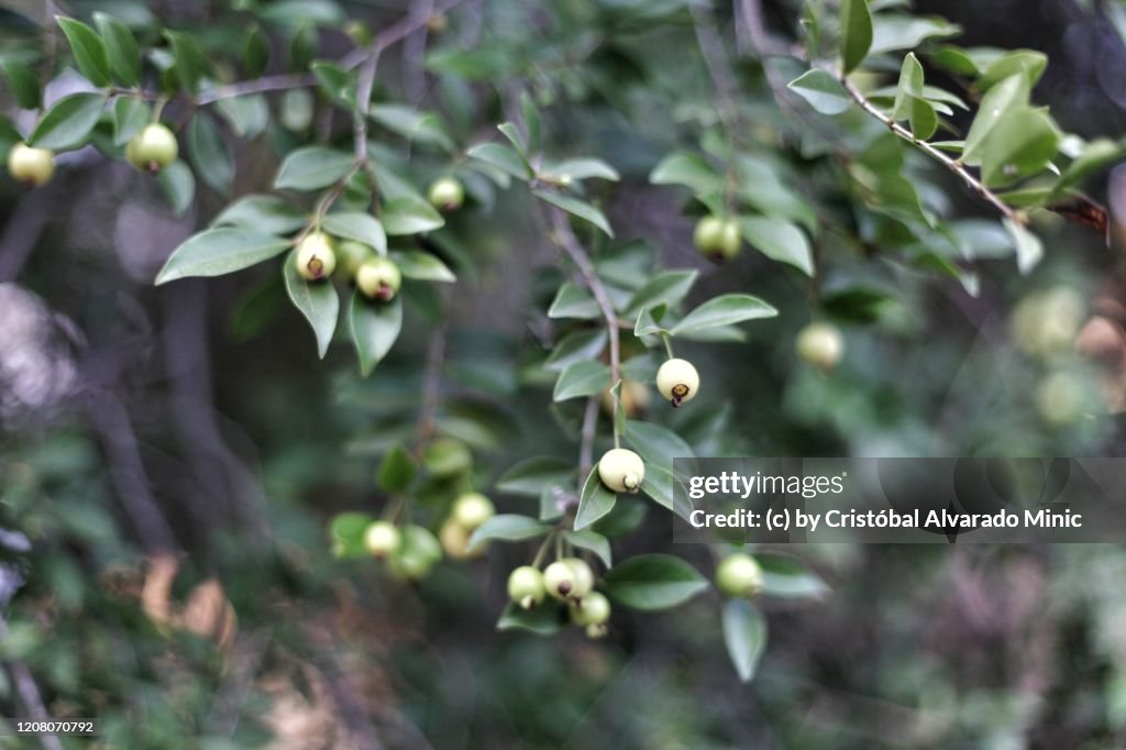 Little Guava Tree And Fruits