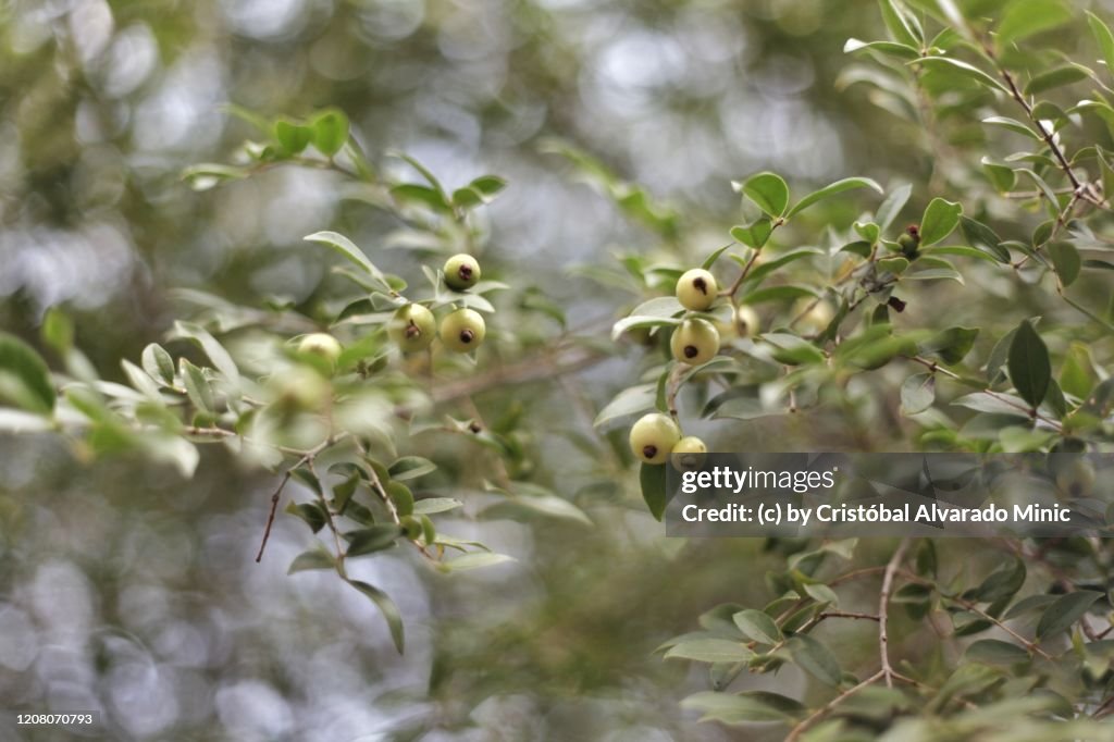 Little Guava Tree And Fruits