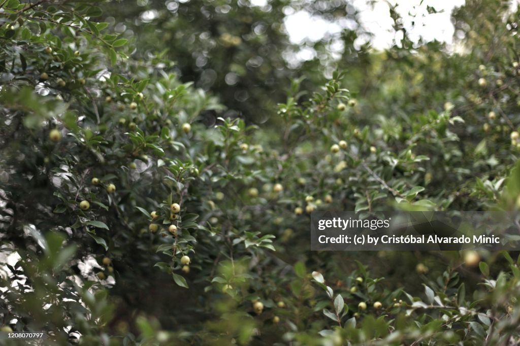 Little Guava Tree And Fruits