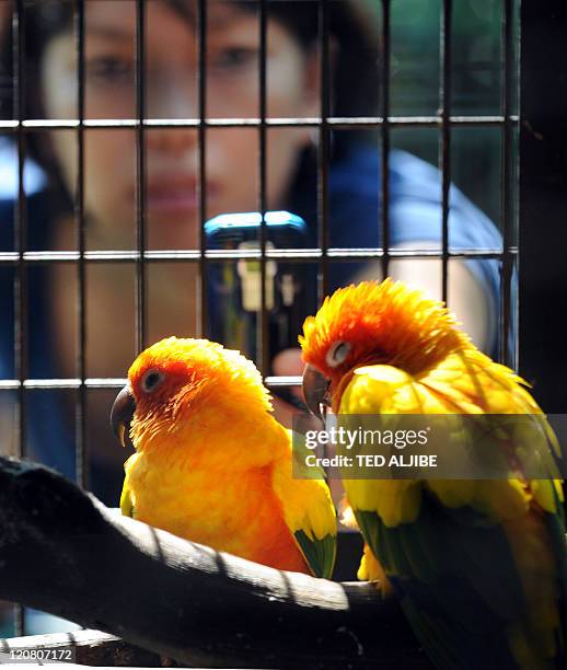 Visitor uses a mobile phone to take a photo of two Sun Conure birds sleeping inside a cage at the Wildlife Rescue Center in Manila on August 11,...