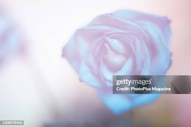 Detail of an unopened blue rose, taken on January 17, 2019.