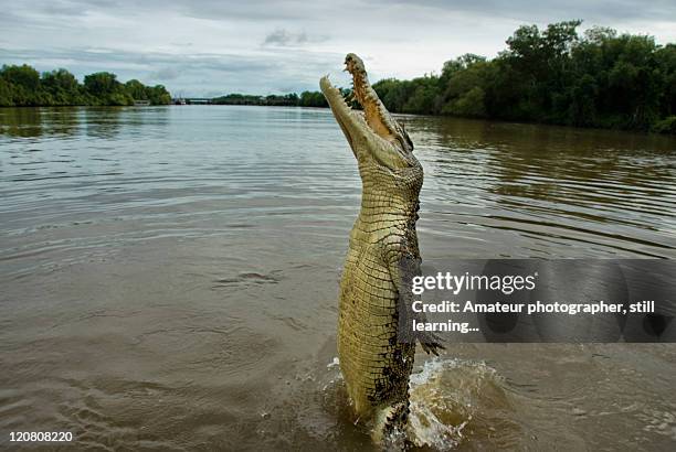 jumping crocodile - darwin australia stock pictures, royalty-free photos & images